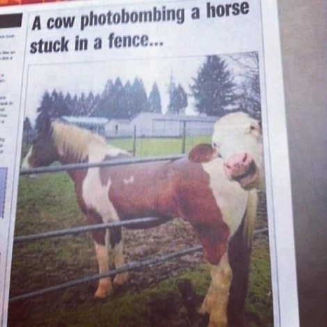 animal-photobombs-10