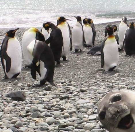 animal-photobombs-25