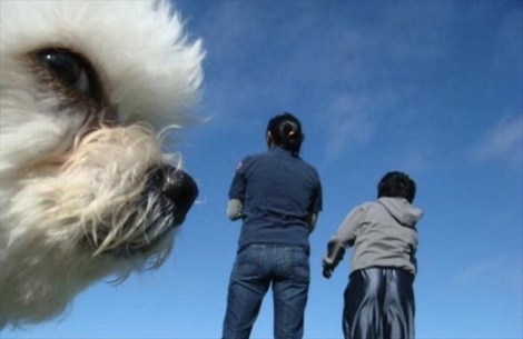 animal-photobombs-38