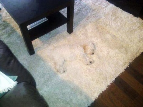 dogs-hide-seek-10__605