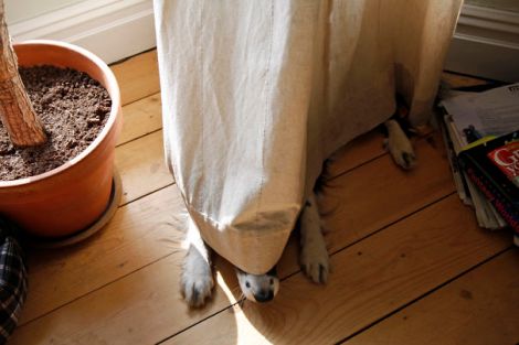 hiding-ninja-funny-dogs-161__605